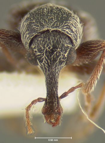 Media type: image;   Entomology 259 Aspect: head frontal view